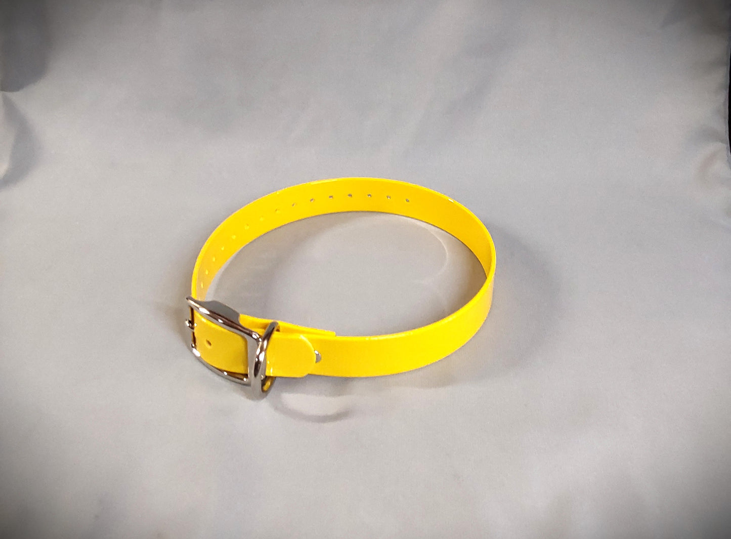 Standard Collar